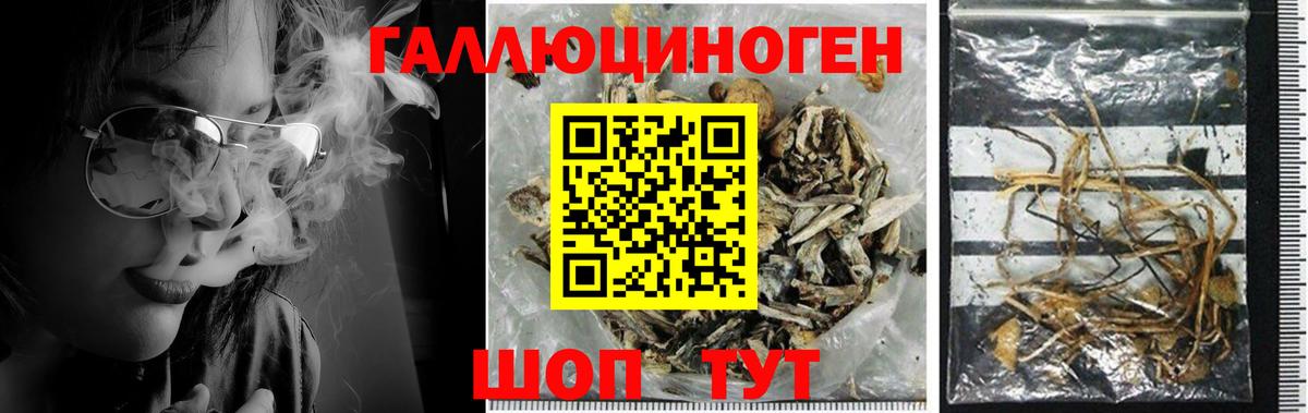 Галлюциногенные грибы мухоморы  Вход с VPN  купить наркоту  Кудрово  Псилоцибиновые грибы прущие грибы 